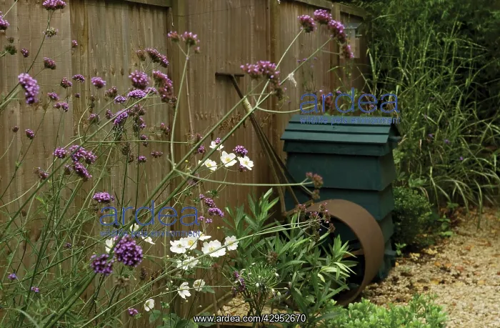 : Verbena, Brazilian verbena, Verbena bonariensis : Verbena, Brazilian verbena, Verbena bonariensis