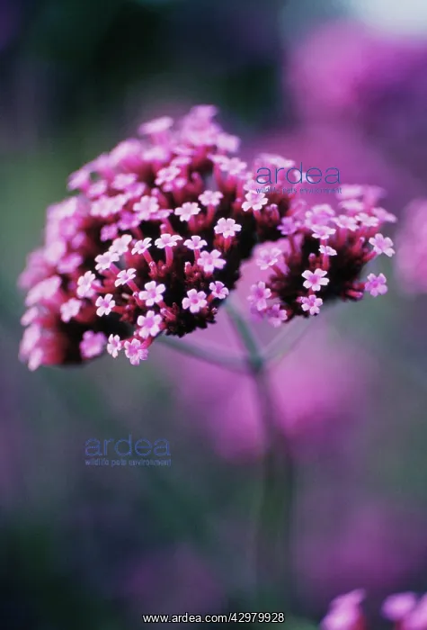 : Verbena, Brazilian verbena, Verbena bonariensis : Verbena, Brazilian verbena, Verbena bonariensis