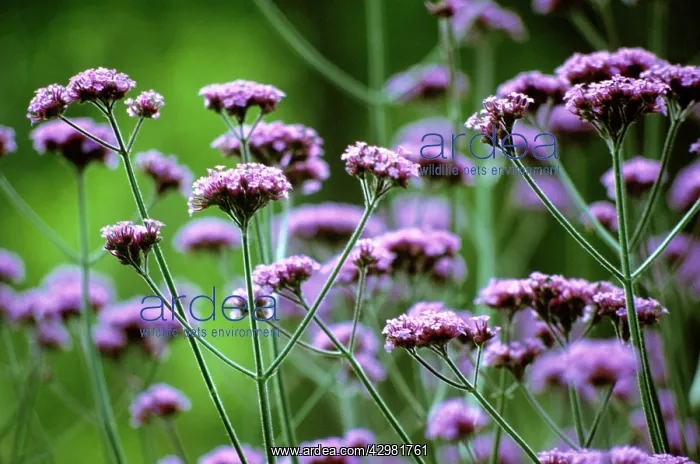 : Verbena, Brazilian verbena, Verbena bonariensis : Verbena, Brazilian verbena, Verbena bonariensis