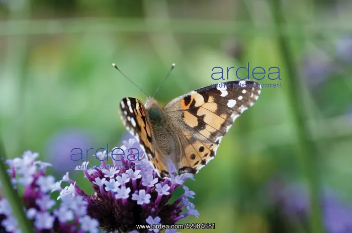 : Verbena, Brazilian verbena, Verbena bonariensis : Verbena, Brazilian verbena, Verbena bonariensis