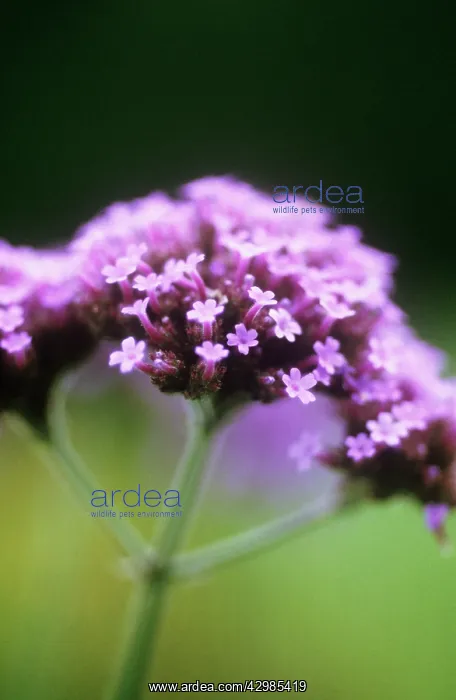 : Verbena, Brazilian verbena, Verbena bonariensis : Verbena, Brazilian verbena, Verbena bonariensis