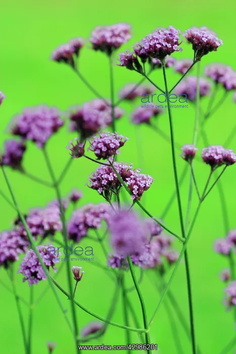 : Verbena, Brazilian verbena, Verbena bonariensis : Verbena, Brazilian verbena, Verbena bonariensis