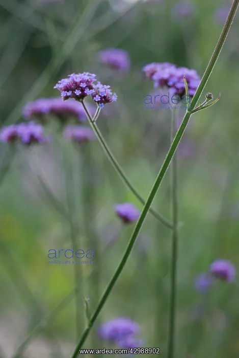 : Verbena, Brazilian verbena, Verbena bonariensis : Verbena, Brazilian verbena, Verbena bonariensis