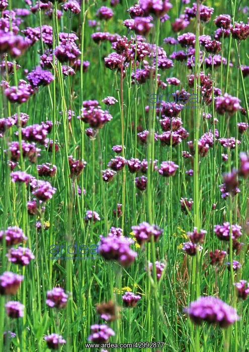 : Verbena, Brazilian verbena, Verbena bonariensis : Verbena, Brazilian verbena, Verbena bonariensis