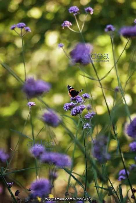 : Verbena, Brazilian verbena, Verbena bonariensis : Verbena, Brazilian verbena, Verbena bonariensis