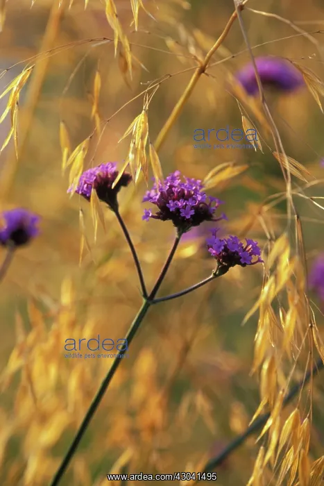 : Verbena, Brazilian verbena, Verbena bonariensis : Verbena, Brazilian verbena, Verbena bonariensis