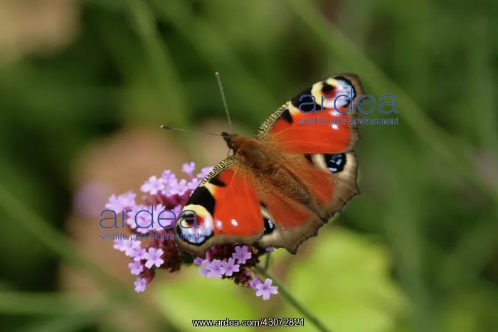 : Verbena, Brazilian verbena, Verbena bonariensis : Verbena, Brazilian verbena, Verbena bonariensis