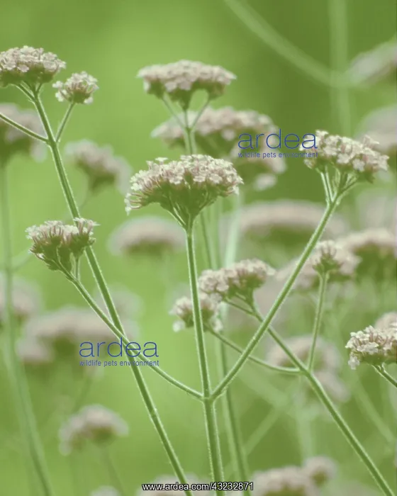 : Verbena, Brazilian verbena, Verbena bonariensis : Verbena, Brazilian verbena, Verbena bonariensis