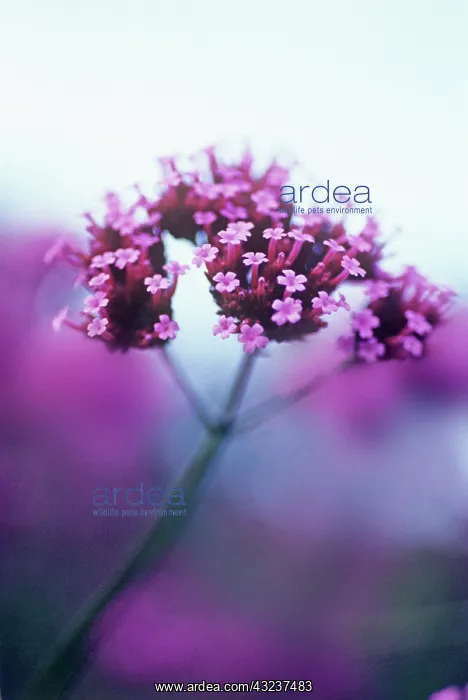 : Verbena, Brazilian verbena, Verbena bonariensis : Verbena, Brazilian verbena, Verbena bonariensis