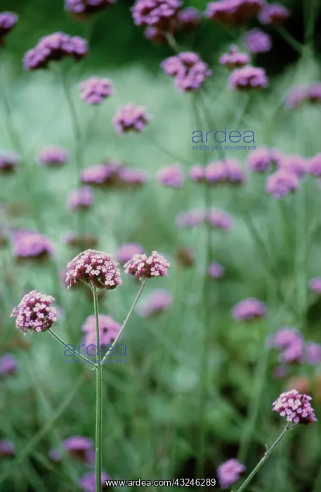: Verbena, Brazilian verbena, Verbena bonariensis : Verbena, Brazilian verbena, Verbena bonariensis