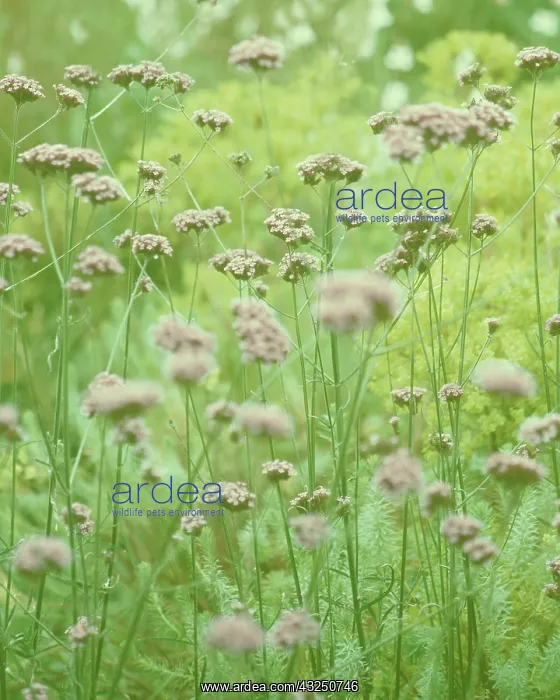 : Verbena, Brazilian verbena, Verbena bonariensis : Verbena, Brazilian verbena, Verbena bonariensis