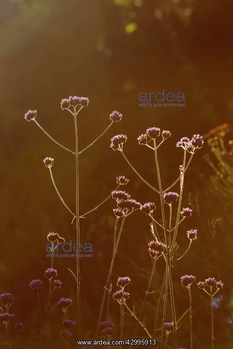 : Verbena bonariensis - backlit : Verbena bonariensis - backlit