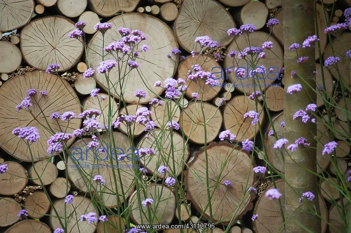 : Verbena, Brazilian verbena, Purple top, Verbena : Verbena, Brazilian verbena, Purple top, Verbena