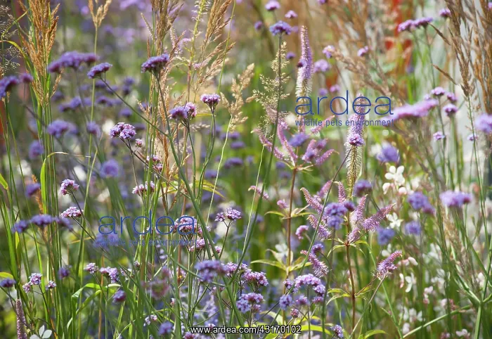 : Verbena, Brazilian verbena, Purple top, Verbena : Verbena, Brazilian verbena, Purple top, Verbena