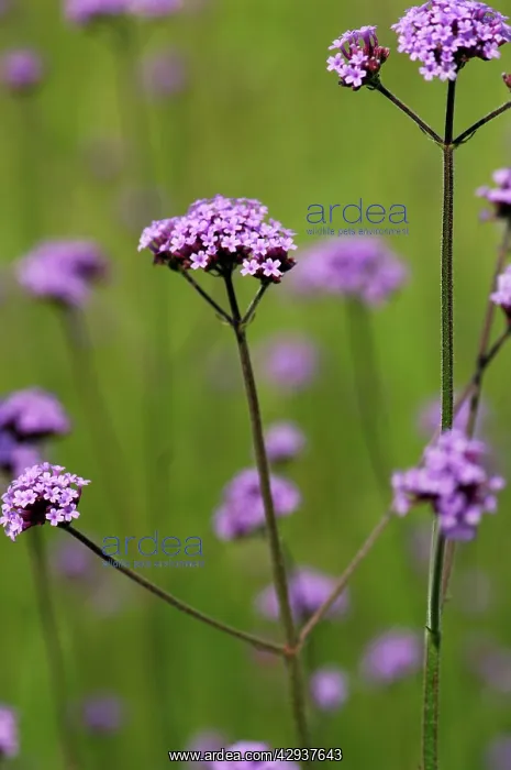 : Verbena - against meadow grasses : Verbena - against meadow grasses