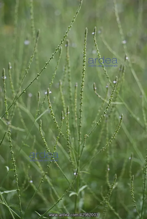 : Verbena officinalis