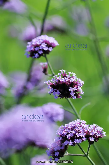 : Verbena, Verbena hybrida, Purple coloured flowers growing ou : Verbena, Verbena hybrida, Purple coloured flowers growing ou