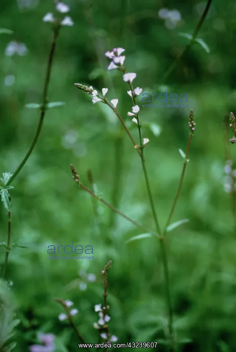 : Verbenas. Verbenaofficinalis, Vervain, Common Verbena, Verbena officinales : Verbenas. Verbenaofficinalis, Vervain, Common Verbena, Verbena officinales