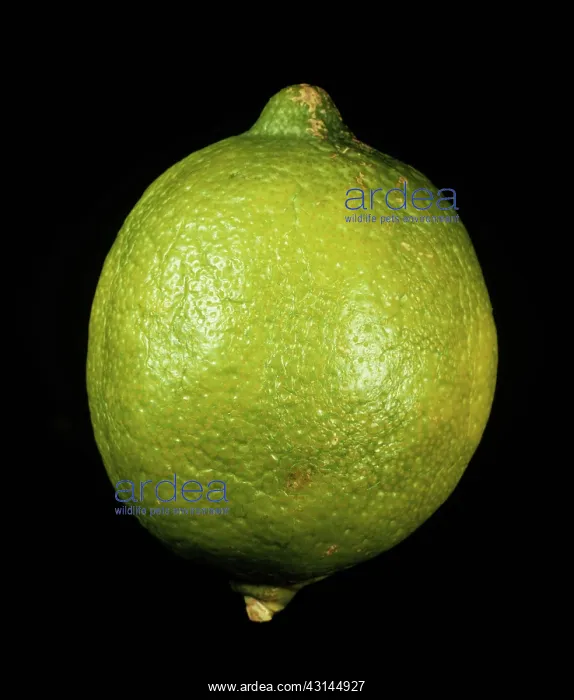 : Verdelli Lemon : Verdelli Lemon