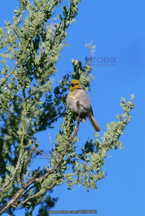 : Verdin (Auriparus flaviceps). Madera Canyon, Arizona : Verdin (Auriparus flaviceps). Madera Canyon, Arizona