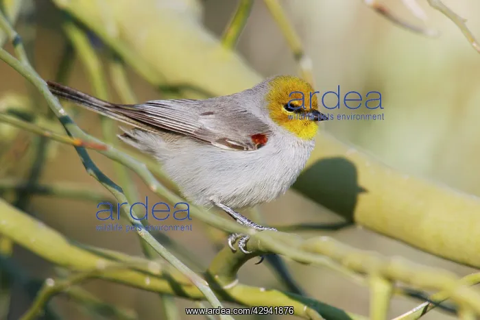  : Verdin (Auriparus flaviceps). USA