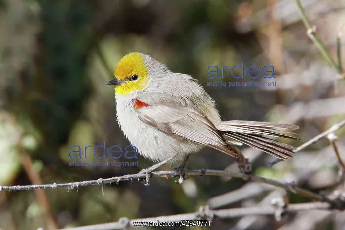  : Verdin (Auriparus flaviceps). USA
