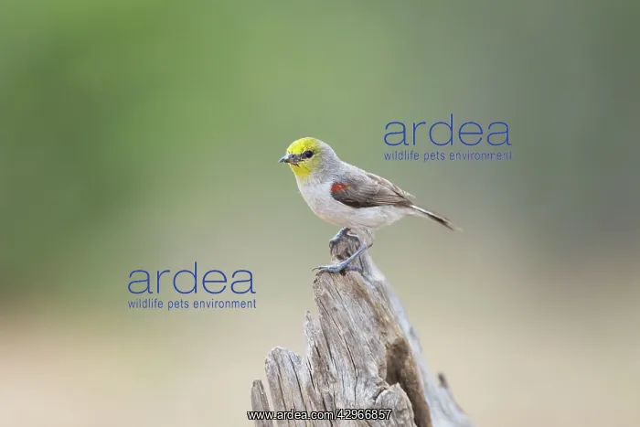: Verdin (Auriparus flaviceps). South Texas - USA : Verdin (Auriparus flaviceps). South Texas - USA