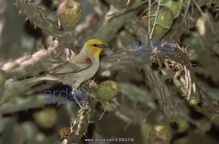 : Verdin (Auriparus flaviceps) perched on cholla cactus, Saguaro National Park, Tucson, AZ : Verdin (Auriparus flaviceps) perched on cholla cactus, Saguaro National Park, Tucson, AZ
