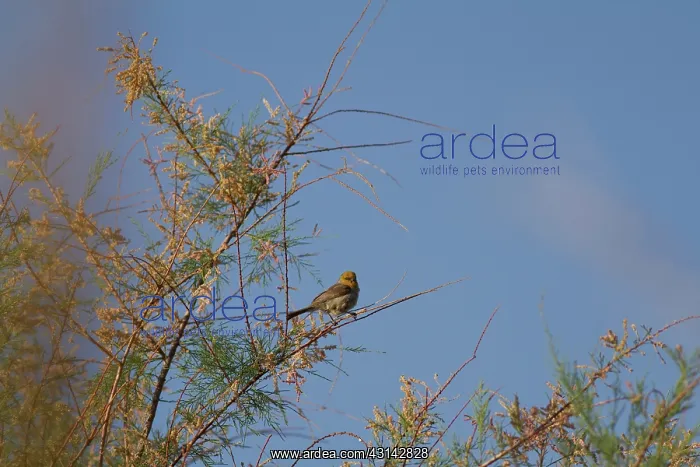 : Verdin (Auriparus flaviceps) Peoria, Arizona : Verdin (Auriparus flaviceps) Peoria, Arizona
