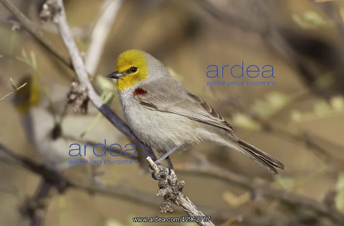 : Verdin - arid : Verdin - arid