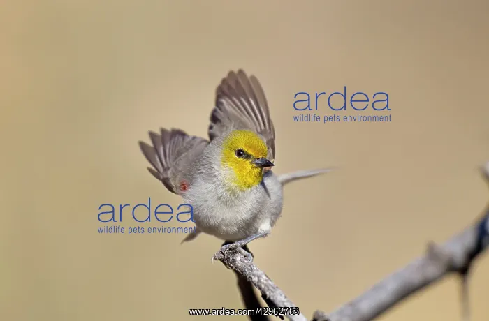 : Verdin - arid : Verdin - arid