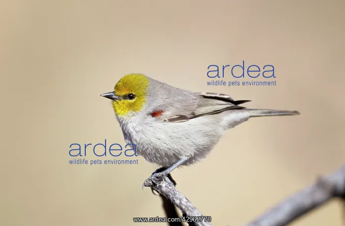 : Verdin - arid : Verdin - arid