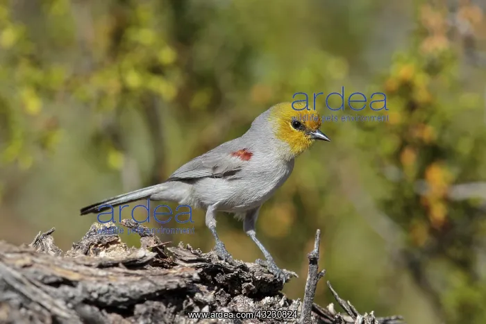 : Verdin Auriparus flaviceps Feeding and singing on terr : Verdin Auriparus flaviceps Feeding and singing on terr