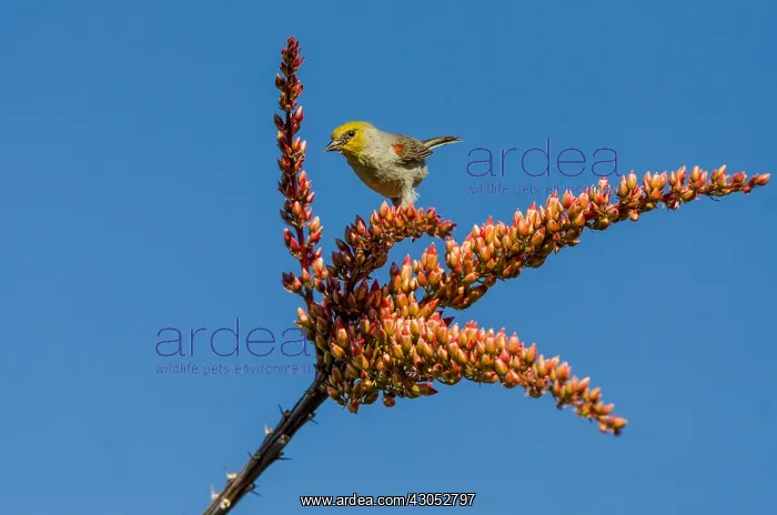 : Verdin (Auriparus flaviceps) on ocotillo, Sonoran : Verdin (Auriparus flaviceps) on ocotillo, Sonoran