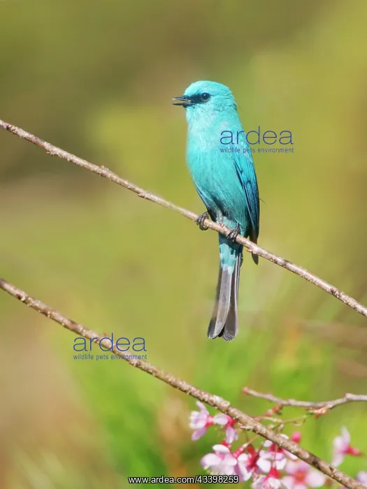 : Verditer Flycatcher Eumyias thalassinus Dat Lat : Verditer Flycatcher Eumyias thalassinus Dat Lat