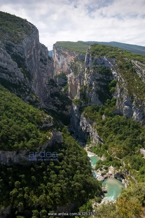 : Verdon river, Gorges du Verdon, Provence : Verdon river, Gorges du Verdon, Provence