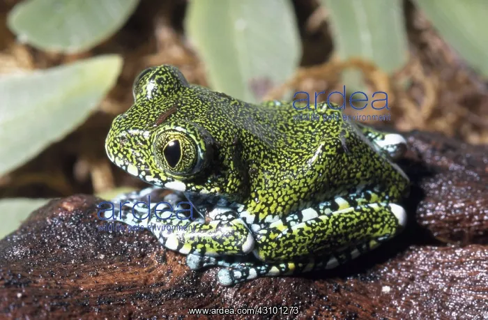 : Vermiculated Frog : Vermiculated Frog
