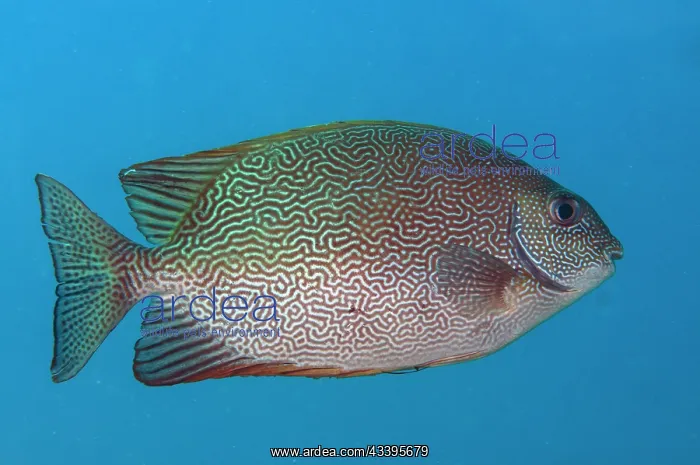 : Vermiculated Rabbitfish : Vermiculated Rabbitfish