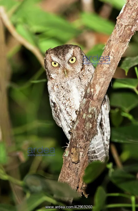  : Vermiculated Screech Owl