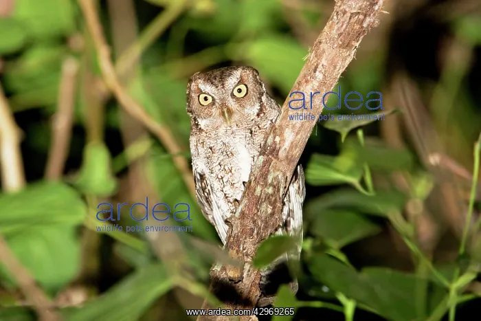 : Vermiculated Screech Owl : Vermiculated Screech Owl