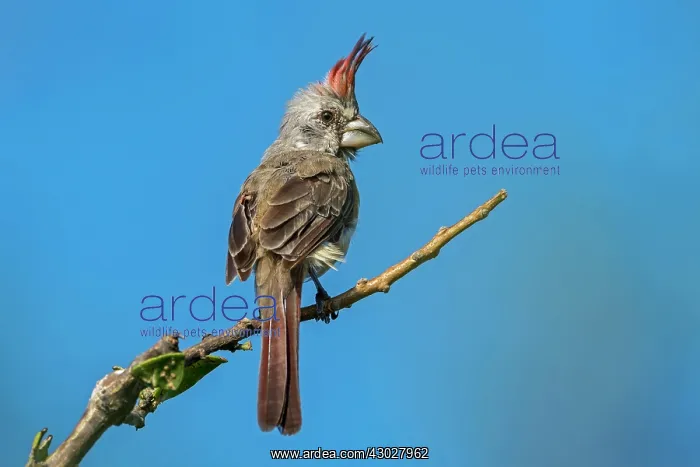 : Vermilion Cardinal, female, Guajira Peninsula, Colombia : Vermilion Cardinal, female, Guajira Peninsula, Colombia