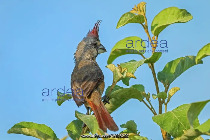 : Vermilion Cardinal, female, Guajira Peninsula, Colombia : Vermilion Cardinal, female, Guajira Peninsula, Colombia