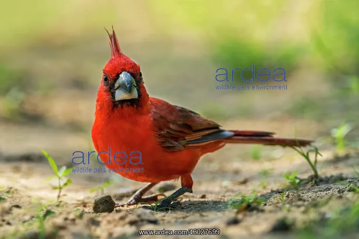 : Vermilion Cardinal, male, Guajira Peninsula, Colombia : Vermilion Cardinal, male, Guajira Peninsula, Colombia