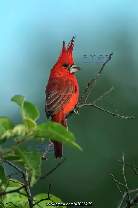 : Vermilion Cardinal, male, Guajira Peninsula, Colombia : Vermilion Cardinal, male, Guajira Peninsula, Colombia