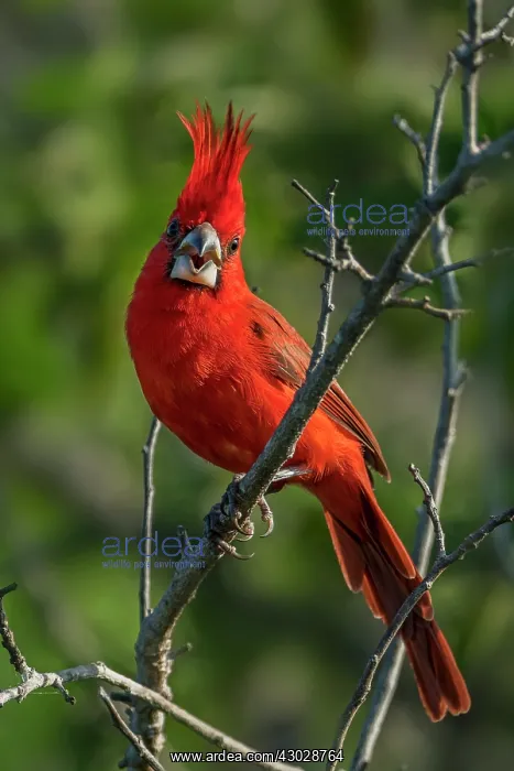 : Vermilion Cardinal, male, Guajira Peninsula, Colombia : Vermilion Cardinal, male, Guajira Peninsula, Colombia