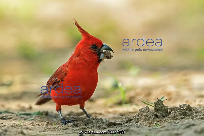 : Vermilion Cardinal, male, with seed, Guajira Peninsula : Vermilion Cardinal, male, with seed, Guajira Peninsula