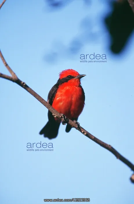 : Vermilion Flycatcher : Vermilion Flycatcher