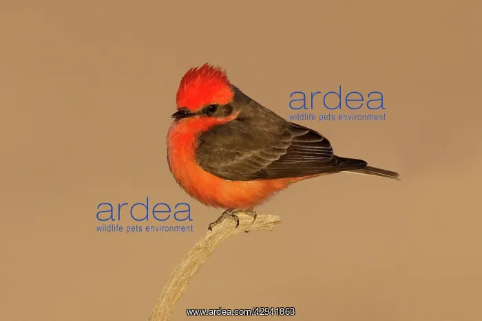 : Vermilion Flycatcher : Vermilion Flycatcher