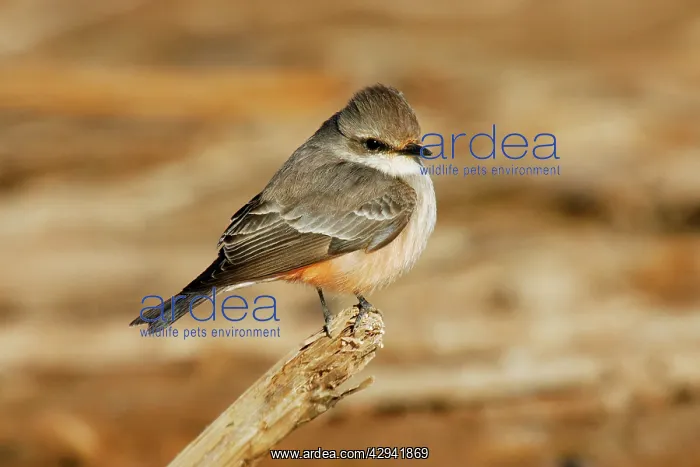 : Vermilion Flycatcher : Vermilion Flycatcher
