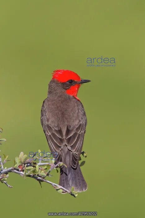 : Vermilion Flycatcher : Vermilion Flycatcher